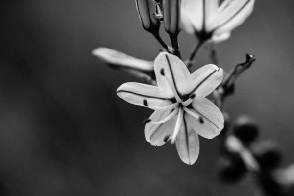 Asphodelus Ramosus Pequeñas Flores Blancas Plena Floración Que Crecen Una —  Fotos de Stock