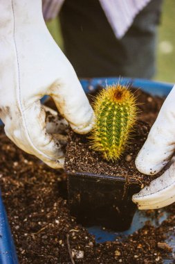 Beyazlı bahçıvan bahçedeki serada çalışıyor Pilosocereus pachycladus kaktüsünü yeniden ekiyor. Kaktüsler dikkat eder. Tarım, bahçecilik, çiçekçilik konsepti. Küçük ekolojik çiçek işi.