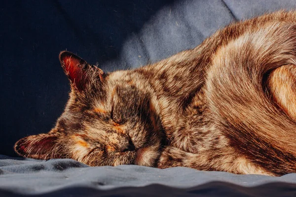 一只三色龙龟猫甜美地蜷缩在球状的猫窝里睡在沙发上 晚安舒适的家的概念 白日梦的概念 毛茸茸的家畜在室内休息 — 图库照片