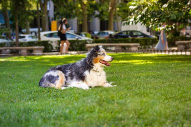 Australian shepherd dog young merle portrait in green park at sunny hot summer day. Beautiful long-haired white dog with dark grey brown spots and blue eyes lying on a green grass. Relaxing canine.