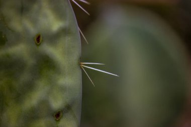 Ripe wild prickly pear cactus with a young nopal sprouting and sharp thorns. Nopal opuntia succulent live plant growing in a desert on a dark green natural background. Cactuses on dark background. 