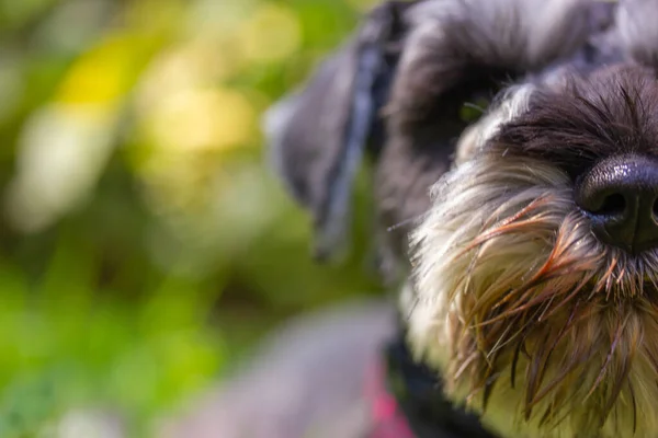 stock image Cute puppy Zwergschnauzer muzzle close up. Grey fur dog portrait close up. Hunting breed canine, domestic animal, pet care concept. Happy doggy walks outdoor in green park Space for text