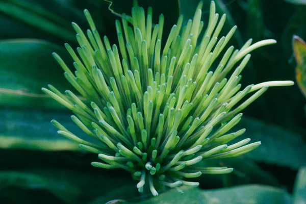 Екзотична Свіжа Зелена Квітка Dracaena Pethera Sansevieria Kirkii Відома Зірка — стокове фото