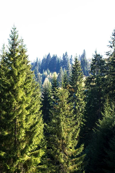 Zöld Tűlevelű Erdő Tavasszal Nyáron Luc Fák Mélyen Egy Sötét — Stock Fotó