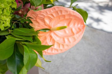 Güzel tropikal çiçek. Pembe anturyum, kuyruk çiçeği, flamingo çiçeği, yeşil yaprakların arasında laceleaf. Çiçek kompozisyonu. İnanılmaz çiçek açan duvar kağıtları kapanıyor. Tatil için tebrikler Bahar Bahçesi.