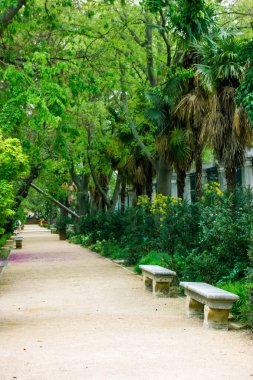 Düz yol, yemyeşil ormanlara, taze yeşil bitkilere palmiye dallarına, çalılara tropikal bahçelere kadar uzanıyor. İspanya Madrid Kraliyet Botanik Bahçesi 'nde egzotik doğa.