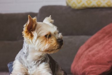 Yorkshire Terrier köpeği kanepede yatıyor. Şirin köpekçik, kahverengi ağızlıklı köpek yavrusu uzaktan bakıyor. Köpek temalı duvar kağıdı. Evcil bir hayvan, sevimli bir evcil hayvan evde dinleniyor..