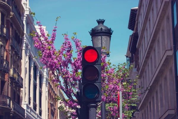 LED red traffic light, stop signal prohibiting the passage of cars on a city street. Traffic control. Stoplight against flowering violet spring tree. Urban scene. Infrastructure in a town. Semaphore.