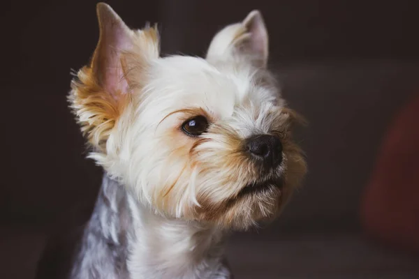 Close Portrait Yorkshire Terrier Cute Little Dog Doggy Puppy Hairy — Foto Stock