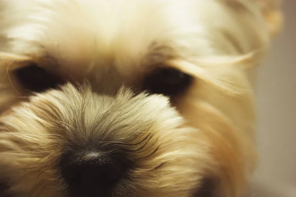 Toy puppy face. Close-up portrait of Yorkshire Terrier. Cute little dog, doggy, puppy hairy brown muzzle face close up looking. Domestic animal, lovely canine animal pet macro photo of a golden hair.