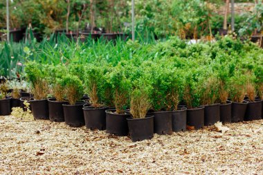 Saksı bitkileri. Dışarıda yeşil bitkilerle, çiçeklerle, mini ağaçlarla dolu bir sürü küçük siyah plastik saksı var. Büyümek, bahçe, sera, bahar günü çiftlikte satılık bitkiler yetiştirmek..