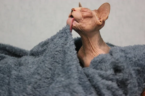 滑稽的灰色秃头加拿大Sphynx品种猫 嘴巴张开 舌头舔蓝色格子 可爱而好奇的狮身人面像猫裹在毛毯里 宠物在室内 纯种动物 — 图库照片