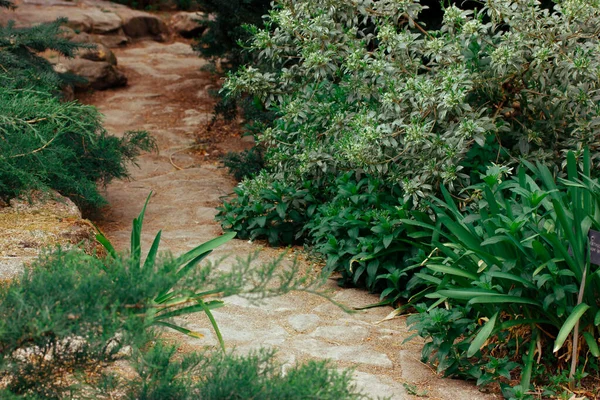 Kamienny Brukowany Ścieżka Wśród Bujny Świeży Zielony Roślinność Trawa Liść — Zdjęcie stockowe