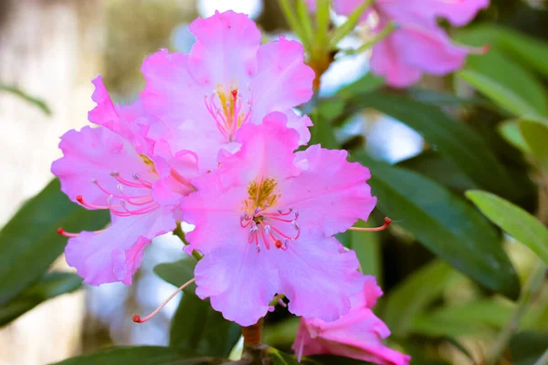 夏の日に緑の葉に対して緑色の葉を持つピンクの美しいツツジの花 ツツジの低木の開花 春の庭に咲く花 花の壁紙 ヘザー科 エリシア科 — ストック写真
