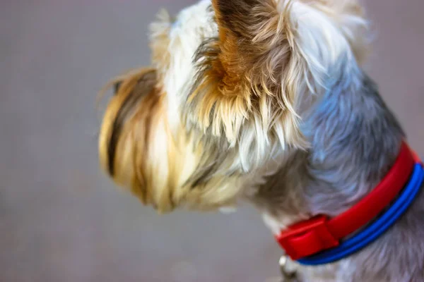 Cute funny Yorkshire Terrier dog head neck with two red and blue collars. Portrait of a lovely pet puppy walking outdoors. Canine theme. One single animal on a street. Collar for dogs.