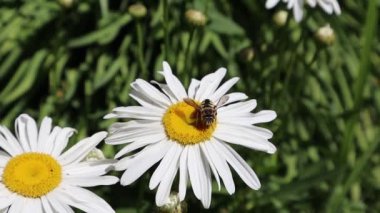 Bir arı beyaz papatyayı döller, arılar yaban çiçeklerinden ve bitkilerden nektar toplar ilkbahar veya yaz çayırlarında, bahçede. Böcekler vahşi doğada çalışırlar. Yavaş çekim video üst görünümü. 