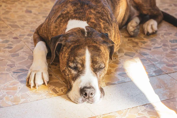 German Brown White Boxer Lying Stone Floor Summer Hot Day — Stock Photo, Image