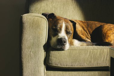 Alman kahverengi boksör köpeği kanepede rahatça uyuyor. Büyük boy akıllı köpek cinsi. Uykulu köpek evcil hayvanı evde dinleniyor. İç Güvenlik. Evcil bir ağızlık. Tatlı rüyalar ve iyi geceler konsepti