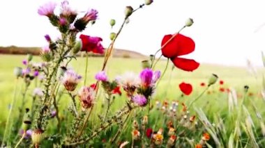 Farklı yabani çiçekler yeşil bir tarlada yetişir, ilkbahar ya da yaz günlerinde çayır olur. Kırmızı gelincikler ve diğer kır çiçekleri. Gün batımında güzel bir kırsal doğa manzarası. Gelincik çiçek açıyor.. 