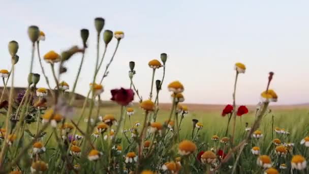 Różne Dzikie Kwiaty Mieszają Się Rosnąc Zielonym Polu Łące Wiosną — Wideo stockowe