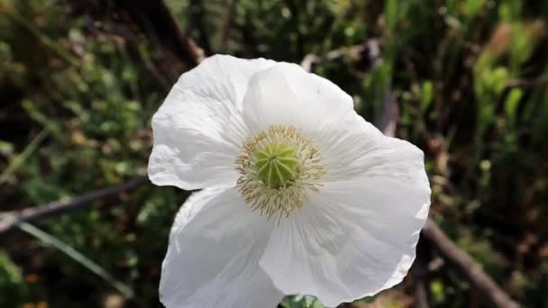White Poppies Growing Meadow Uncultivated Wild Plants Meadow Spring Medicinal — Stock Video