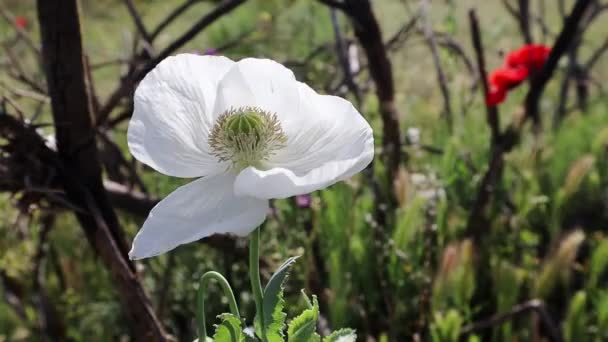 Białe Maki Rosnące Łące Nieuprawiane Dzikie Rośliny Łące Wiosną Kwiat — Wideo stockowe