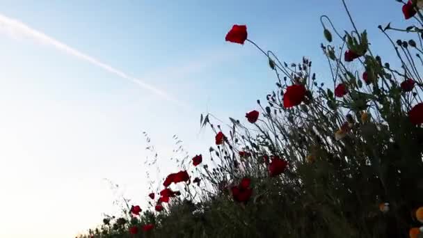 Различные Дикие Цветы Смешиваются Зеленом Поле Луг Весенний Летний День — стоковое видео