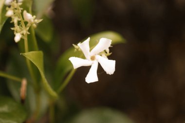 Jasminum sambac çalısı yıldız şeklinde beyaz çiçekler üretir. Bahar bahçesindeki yeşil yapraklar arasında son derece güzel kokulu küçük çiçekler. Sampaguita Yasemin veya Arap Yasemin çiçeği.