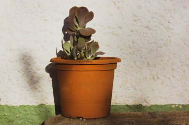 Crassula ağaç kesimleri, gümüş yeşillik fabrikası, dolar fabrikası, hayvan, Çin yeşimi para ağacı. Ev bahçesindeki çiçekler için seramik kahverengi turuncu tencerede sulu bitkiler yetişir. Kopya alanı olan çiçek arkaplanı