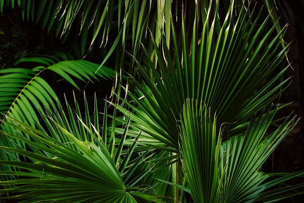 Fond Feuilles Palmier Sur Fond Noir Beaucoup Feuillage Arbustes Arbres — Photo