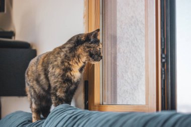 Üç renkli siyah turuncu kaplumbağa kabuklu kedi bir kanepede oturuyor ve evdeki pencereden dışarı bakıyor. Evde kedi beslemek. Güzel kedicik yeşil sarı ağaçların camından içeri bakar. Evcil hayvan bekliyor..