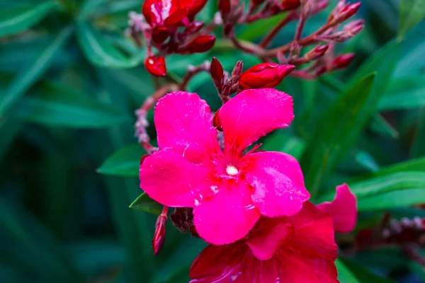 Rosa Oleanderblüte Knospen Einem Blühenden Strauch Einem Tropischen Frühlings Oder — Stockfoto