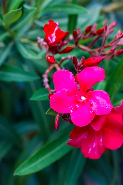 Rosa Oleanderblüte Knospen Einem Blühenden Strauch Einem Tropischen Frühlings Oder — Stockfoto