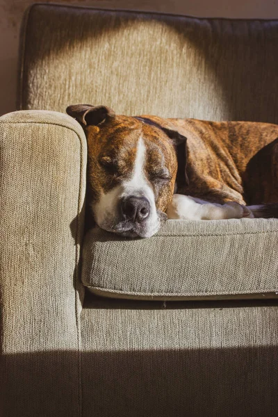Cão Boxer Marrom Alemão Deitado Dormindo Com Conforto Sofá Raça — Fotografia de Stock
