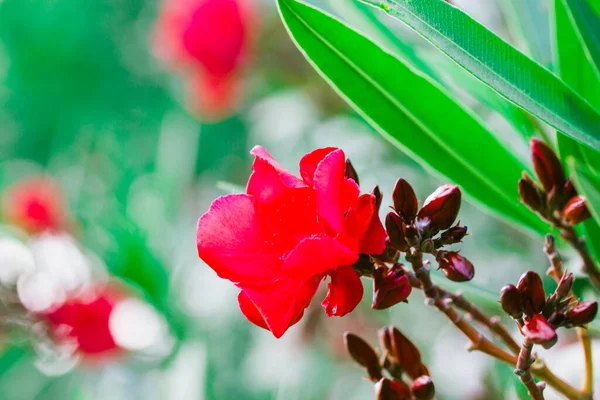 Flor Adelfa Roja Brotes Arbusto Floreciente Jardín Tropical Primavera Verano —  Fotos de Stock