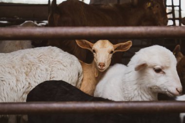 Bir sürü evcil hayvan - beyaz koyun ve kahverengi keçi - çitin arkasındaki bir ağılda kameraya bakıyor. Köydeki çiftlik hayvanları. Hayvancılık, çiftçilik. Tarım hayvanı, evcil hayvanlar. Komik ağızlıklar.. 