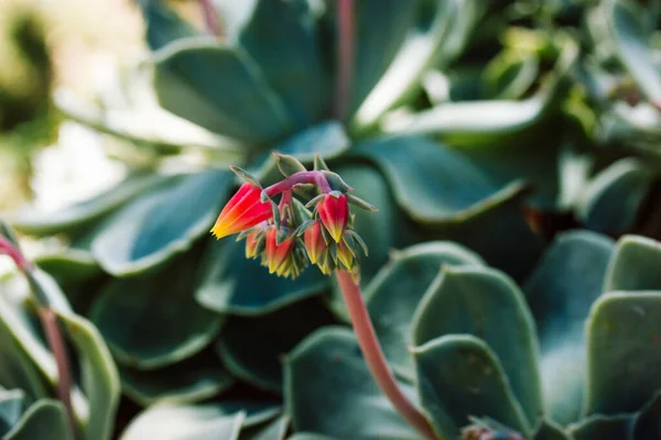 Echeveria Šťavnatá Rostlina Květu Červenožlutými Květy Mezi Zelenými Listy Exotická — Stock fotografie