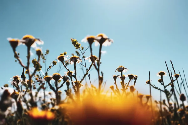 Білі Жовті Голови Польових Ромашок Проти Блакитного Неба Влітку Квітучі — стокове фото
