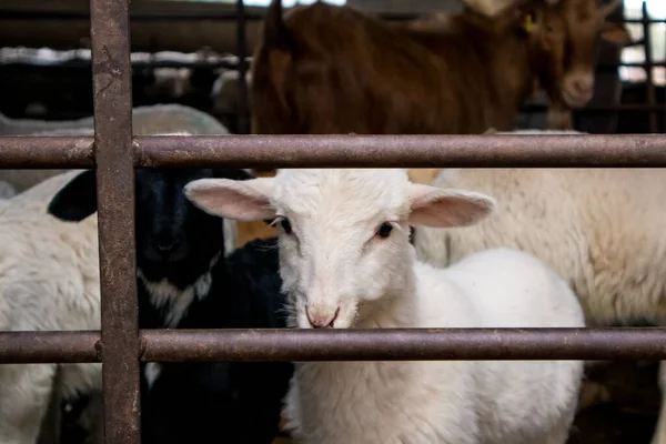 stock image Lots of domestic animals - White sheep and brown goats - in a pen behind a fence looking at a camera. Farm animals in a village. Animal husbandry, farming. Agriculture animal, pets. Funny muzzles. 