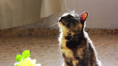 İçeride sarı çiçekli rüya gibi bir kedi yerde oturuyor ve yukarı bakıyor. Üç renkli güzel kaplumbağa kabuklu kedi, rahat bir evde kedi yavrusu. Şirin evcil hayvanlarla ağır çekim video.