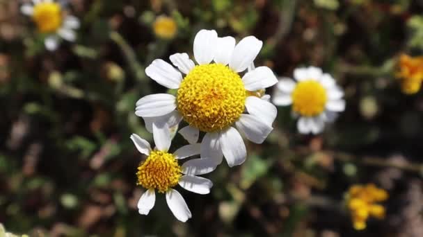 White Daisies Waving Wind View Wild Medicinal Chamomiles Bloom Summer — Stock Video