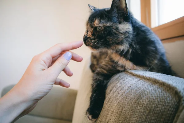 Female hand touch a nose of a domestic Turtle cat lying on a couch at home. A pet and owner contact. Tricolor brown black feline muzzle indoors. A woman touching a pussycat\'s muzzle with her hand.