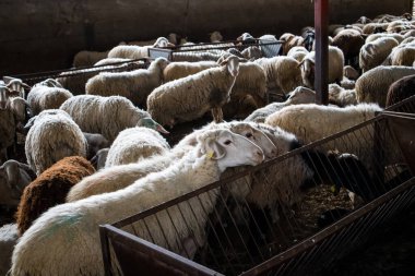 Bir koç sürüsü, yünlü koyunlar, çiftlikteki bir ahırda koyun sürüsü. Çiftlik hayvanları, tarım konsepti. Evcilleştirilmiş hayvanlar, sığırlar. Kırsal çiftlik, çiftlik hayvanları çiftliği. Köydeki kalabalık kalemler.. 