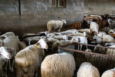 Bir koç sürüsü, yünlü koyunlar, çiftlikteki bir ahırda koyun sürüsü. Çiftlik hayvanları, tarım konsepti. Evcilleştirilmiş hayvanlar, sığırlar. Kırsal çiftlik, çiftlik hayvanları çiftliği. Köydeki kalabalık kalemler.. 