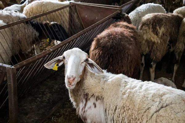 Bir koç sürüsü, yünlü koyunlar, çiftlikteki bir ahırda koyun sürüsü. Çiftlik hayvanları, tarım konsepti. Evcilleştirilmiş hayvanlar, sığırlar. Kırsal çiftlik, çiftlik hayvanları çiftliği. Köydeki kalabalık kalemler.. 