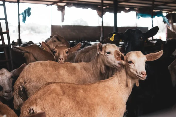 A herd of rams, wooly sheep, lambs in a pen in a stall on the farm. Livestock, farming concept. Domesticated animals ungulates, cattle. Rural farm, livestock stockyard. Crowded pens in a village.