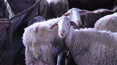 Bir koç sürüsü, yünlü koyunlar, çiftlikteki bir ahırda koyun sürüsü. Çiftlik hayvanları, tarım konsepti. Evcilleştirilmiş hayvanlar, sığırlar. Kırsal çiftlik, çiftlik hayvanları çiftliği. Köydeki kalabalık kalemler.. 