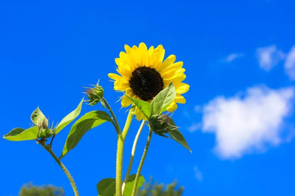 A single little yellow sunflowers against blue sky at sunny summer day. Harvesting in a field in fall. Agricultural backdrop. Blooming floral garden, meadow. Yellow blue Ukrainian colors backdrop.