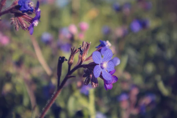 Uma Planta Com Flores Anchusa Azurea Vulgarmente Conhecida Como Jardim — Fotografia de Stock