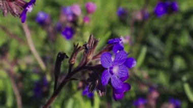 Çiçek açan Anchusa azurea, yaygın olarak bahçe çapası ve İtalyan soytarısı veya Clopogon olarak bilinir. Uzun ömürlü leylak çiçekleri bahar bahçesinde rüzgarın estiği yerde. Mavi çayırda çiçek açıyor..